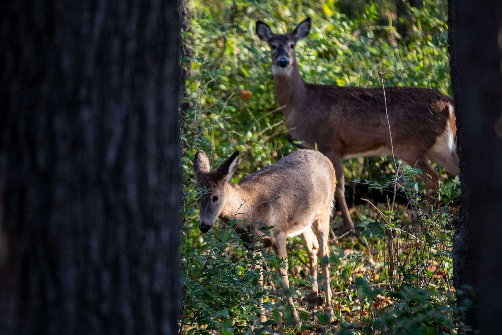 Deer 2